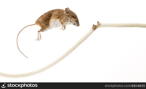 Mouse killed by chewing on a power cable