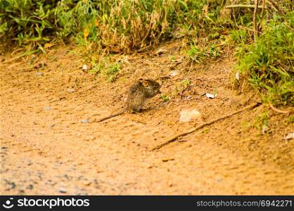 Mouse nibbling on a dirt road in the savannah . Mouse nibbling on a dirt road in the savannah of the Maasai Mara Park north of kenya