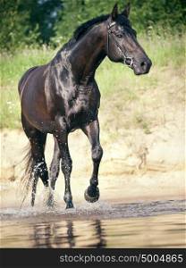 moveing black horse in river
