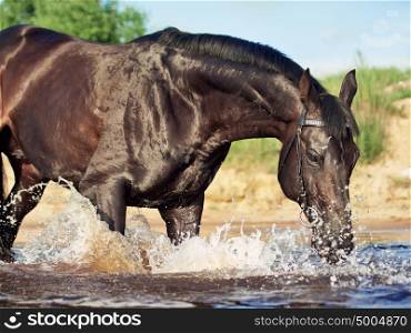 moveing black horse in river