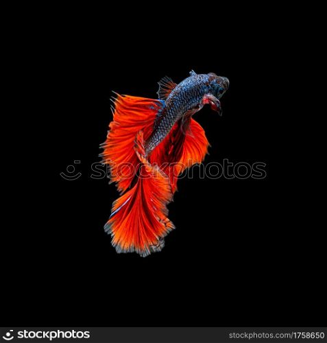 Movement beautiful of colorful siamese betta fish or half moon betta splendens fighting fish in thailand on black color background. underwater animal or pet concept