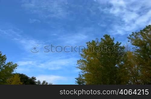 Movement of autumn leaves against the blue sky.