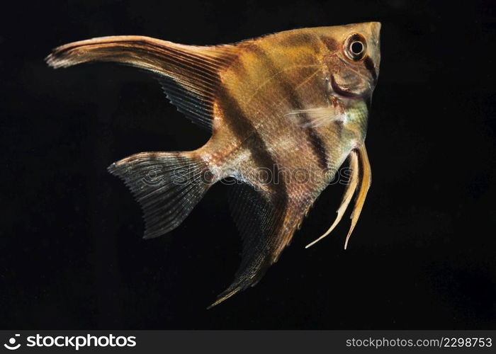 moving moment half moon siamese betta fish close up