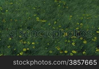 Moving over the ground as grass and yellow flowers blow in the wind.