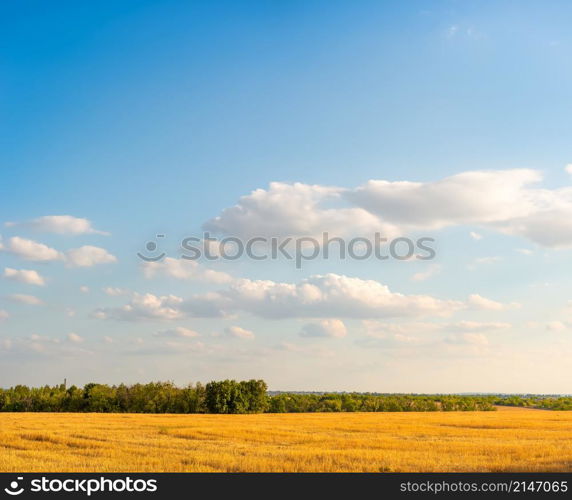 Mowed field of wheat at sunset in summer. Mowed field of wheat