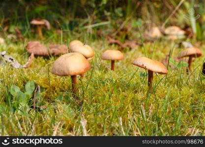 Mower's mushrooms in the moss of a garden