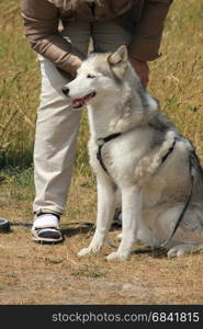 Mowing a dog malamute with a comb