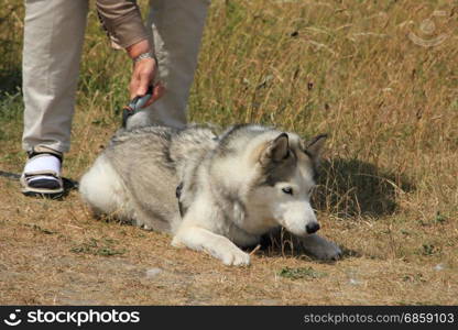 Mowing a dog malamute with a comb