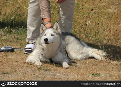Mowing a dog malamute with a comb