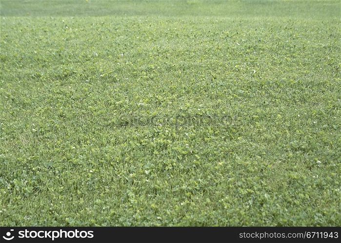 Mown grass