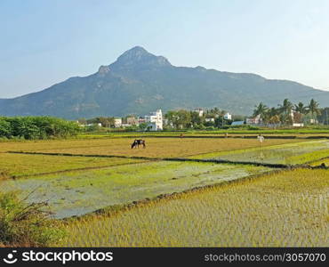 Mt Arunachala refers to the holy hill at Tiruvannamalai in Tamil Nadu India