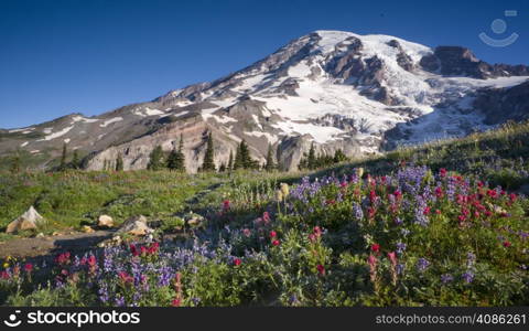 Mt. Rainier and Wildflowers in Bloom