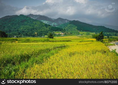 Mu Cang Chai Vietnam Rice Terrace