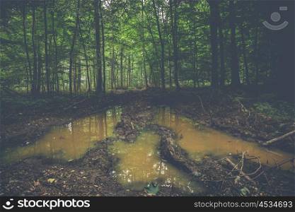 Muddy puddle in a dark forest with green trees