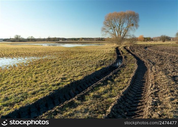 Muddy road in the meadow towards the tree, Nowiny, Poland