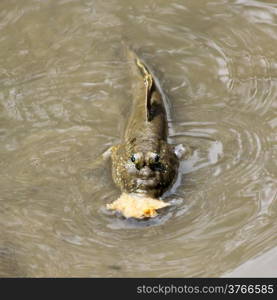 Mudskipper fish eating in the water