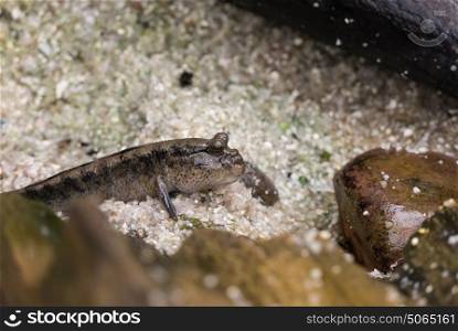 Mudskipper looking at his territory on a small rock