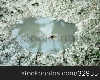 mudskipper or amphibious fish in mangrove forest