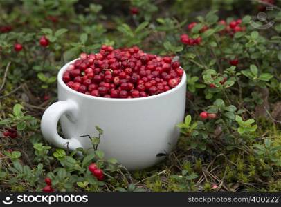 Mug full of Cowberries in the Forest