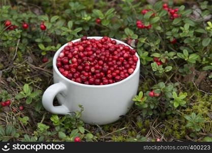 Mug full of Cowberries in the Forest