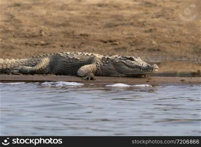 Mugger crocodile, Crocodylus palustris basking on the banks of chambal River, Rajasthan, India