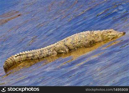Mugger Crocodile, Crocodylus palustris, Wetlands, Royal Bardia National Park, Bardiya National Park, Nepal, Asia