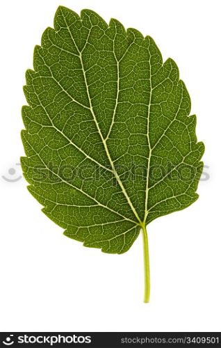 Mulberries leaf isolated on a white