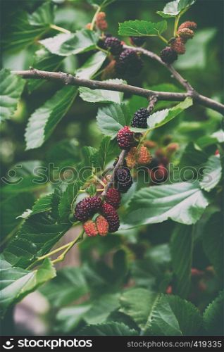 Mulberry branch with berries, close-up. summer