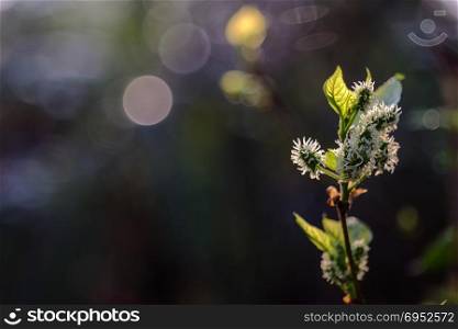 Mulberry flowers are blooming. Focus mulberry on branch with leafs, mulberry with bokeh background. fresh organic mulberry fruit.