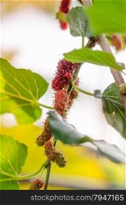 mulberry. fresh mulberry fruits with leaves in garden