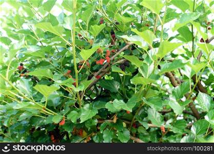 mulberry fruit on tree in organic farm