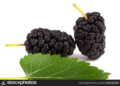 mulberry isolated on a white