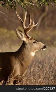 Mule Deer buck in Saskatchewan fall