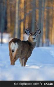 Mule Deer Buck standing in deep snow at edge of forest