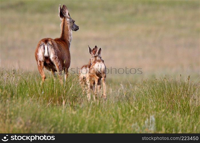  Mule Deer doe with fawns in Saskatchewan