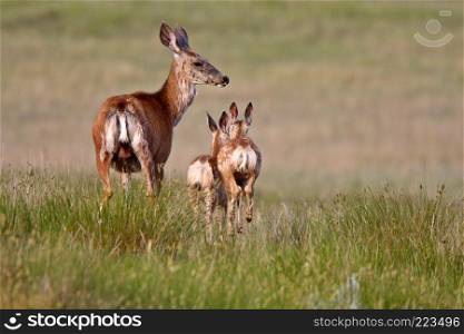 Mule Deer doe with fawns in Saskatchewan