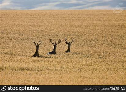 Mule Deer in Wheat Field in Fall Alberta Canada
