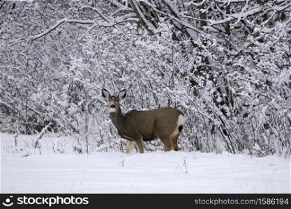 Mule Deer in winter standing at edge of snow covered forest.