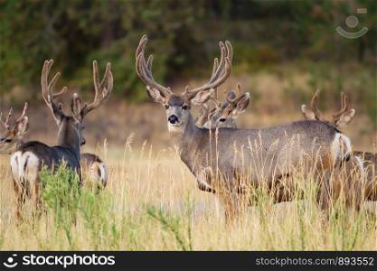 Mule Deer with Antlers Walking in Field