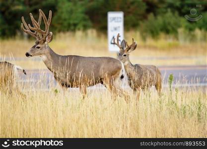 Mule Deer with Antlers Walking in Field