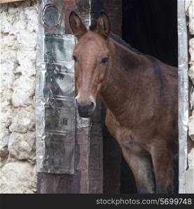 Mule standing at a door in a stable, Paro Valley, Paro District, Bhutan