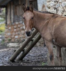 Mule standing in a stable, Paro Valley, Paro District, Bhutan
