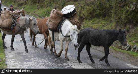 Mules carrying loads, Chhume Valley, Zungney, Bumthang District, Bhutan