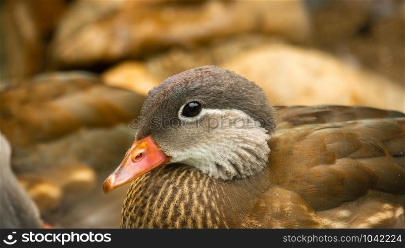 Mullard duck