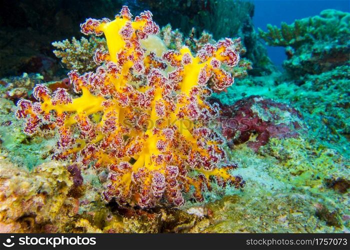 Multi-branched trees, Coral Reef, South Ari Atoll, Maldives, Indian Ocean, Asia