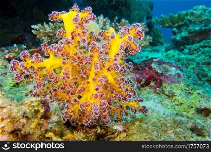 Multi-branched trees, Coral Reef, South Ari Atoll, Maldives, Indian Ocean, Asia