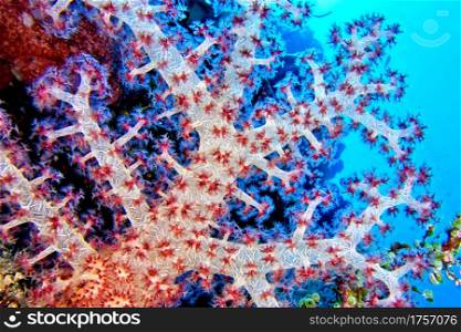 Multi-branched trees, Soft Coral, Coral Reef, Bunaken National Marine Park, Bunaken, North Sulawesi, Indonesia, Asia