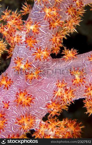 Multi-branched Trees Soft Coral, Coral Reef, Bunaken National Marine Park, Bunaken, North Sulawesi, Indonesia, Asia