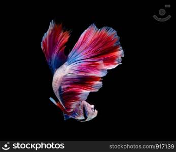 Multi-color betta fish, siamese fighting fish on black background