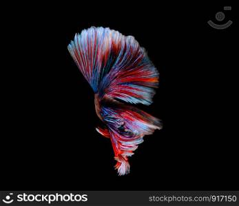 Multi-color betta fish, siamese fighting fish on black background. Multi-color betta fish, siamese fighting fish on black background